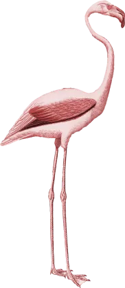 flamingo