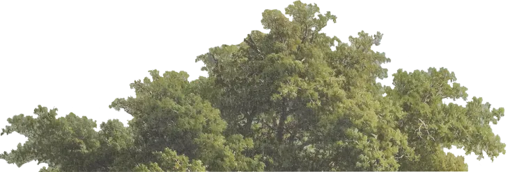 bush