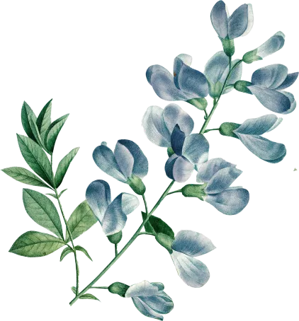 flower-4