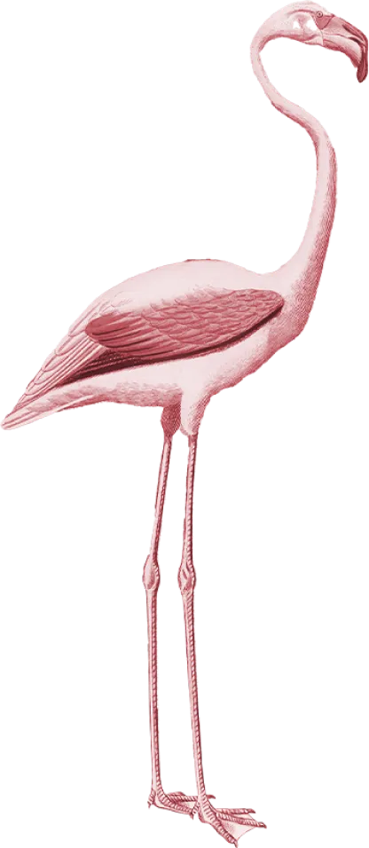 flamingo