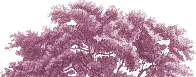 bush