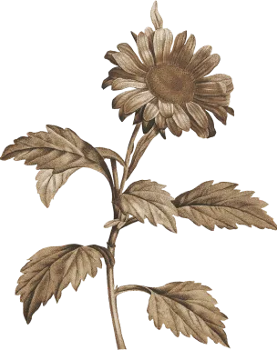 flower-1